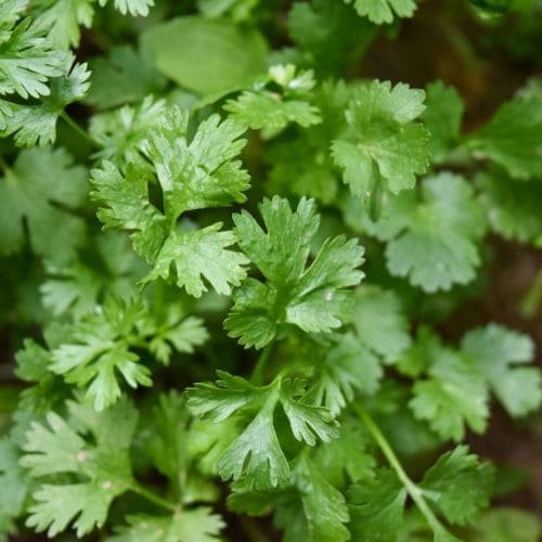 Cilantro