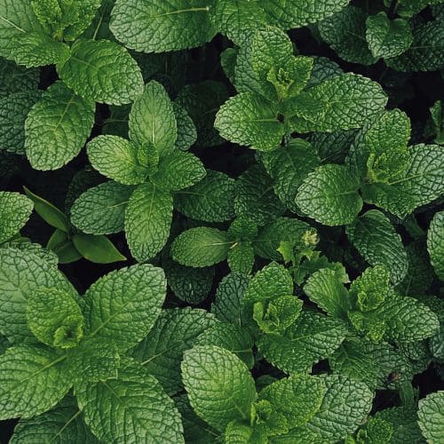 Fresh Mint